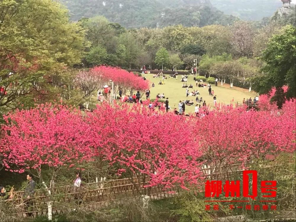 实拍柳州多处桃花盛开,但忍不住nong一句:现在还不是摘口罩赏花的时候