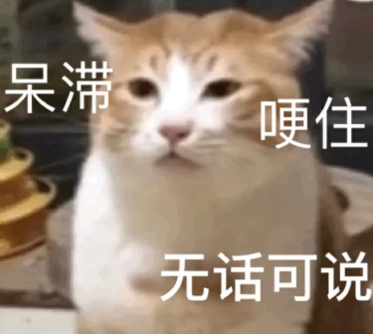 生活不易,猫猫叹气