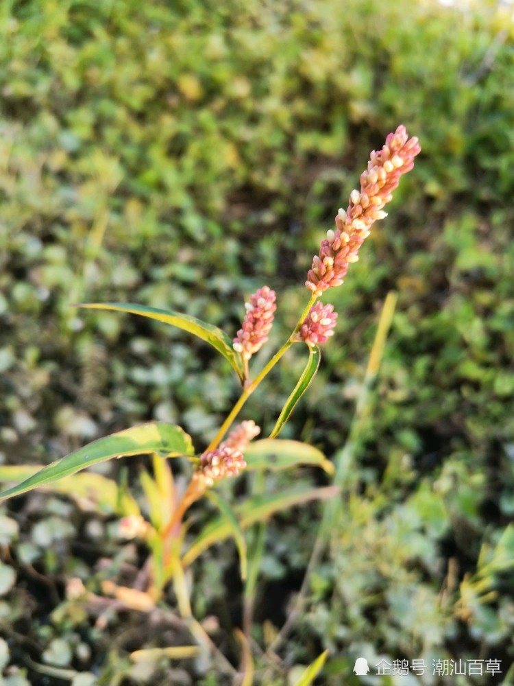 潮汕常见中草药之马了缴,蓼科蓼属植物,春蓼花开,赏心悦目