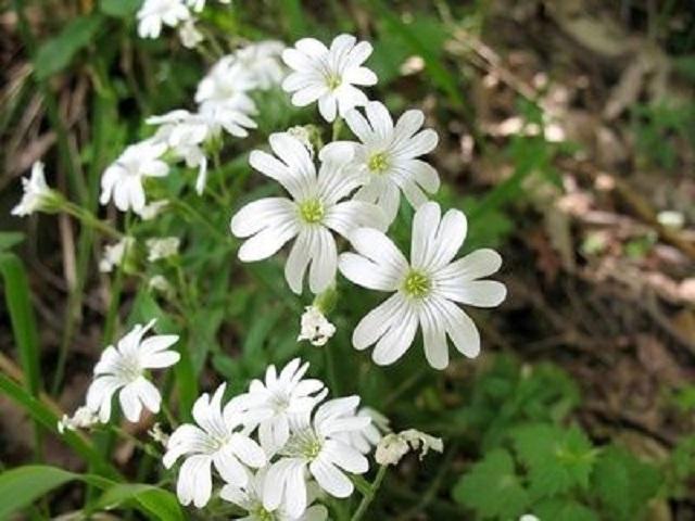 卷耳,野草,白花,养花技巧,野生中药