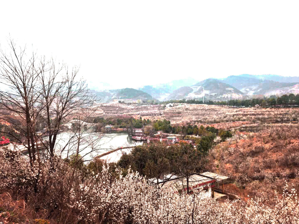 汉中西乡樱桃沟樱花盛开,十里一片雪白,简直不要