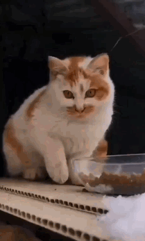 铲屎官喂流浪猫,猫咪吃饱后,还招呼铲屎官也吃点,太可爱了