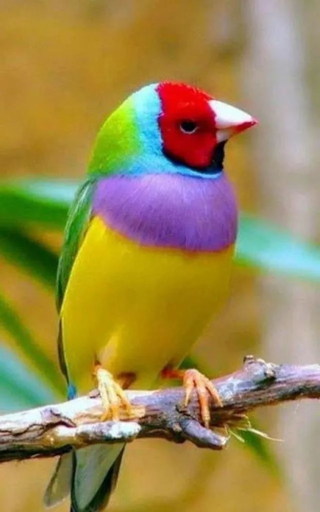 世界上各种漂亮的鸟类,它们身穿一身美丽的羽毛,诸色相衬!