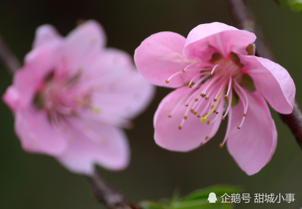 春天,花,乡村,美景