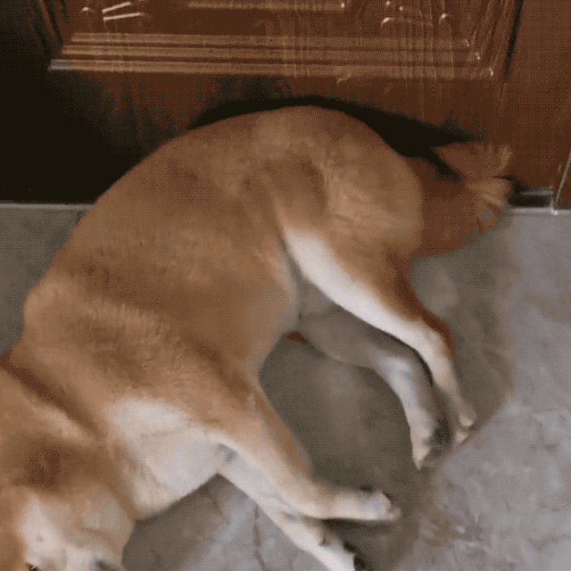 柴犬夫妇感情出现裂痕,竟是因为