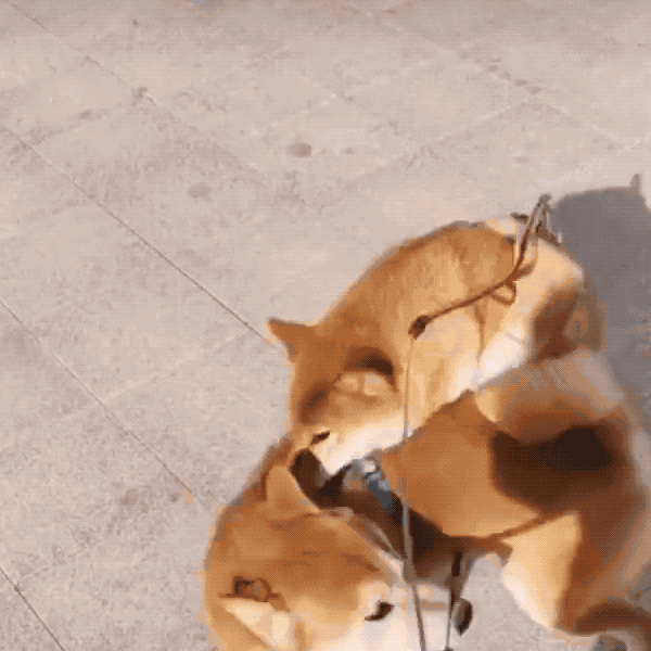 柴犬夫妇感情出现裂痕竟是因为