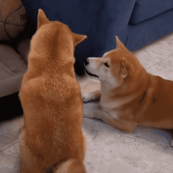 柴犬夫妇感情出现裂痕竟是因为