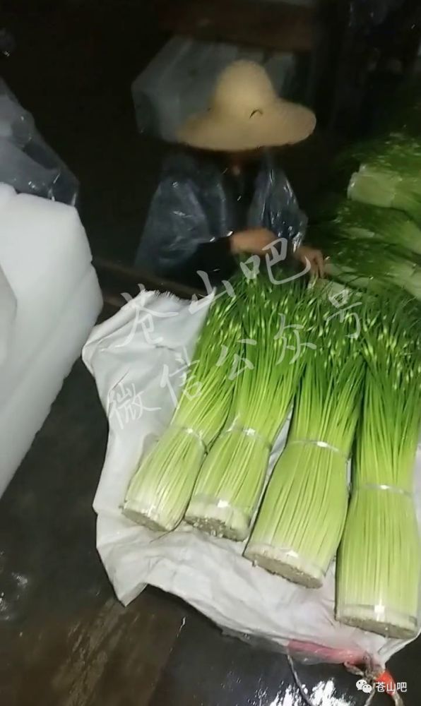 卞庄高沙窝村已开始滴蒜薹,苍山小伙跑四川收购价5块