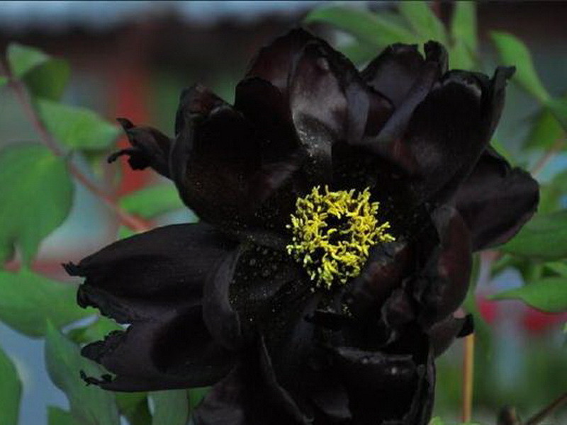 黑色的曼陀罗是这类花中最高贵的品种,是高贵典雅的神秘花朵.