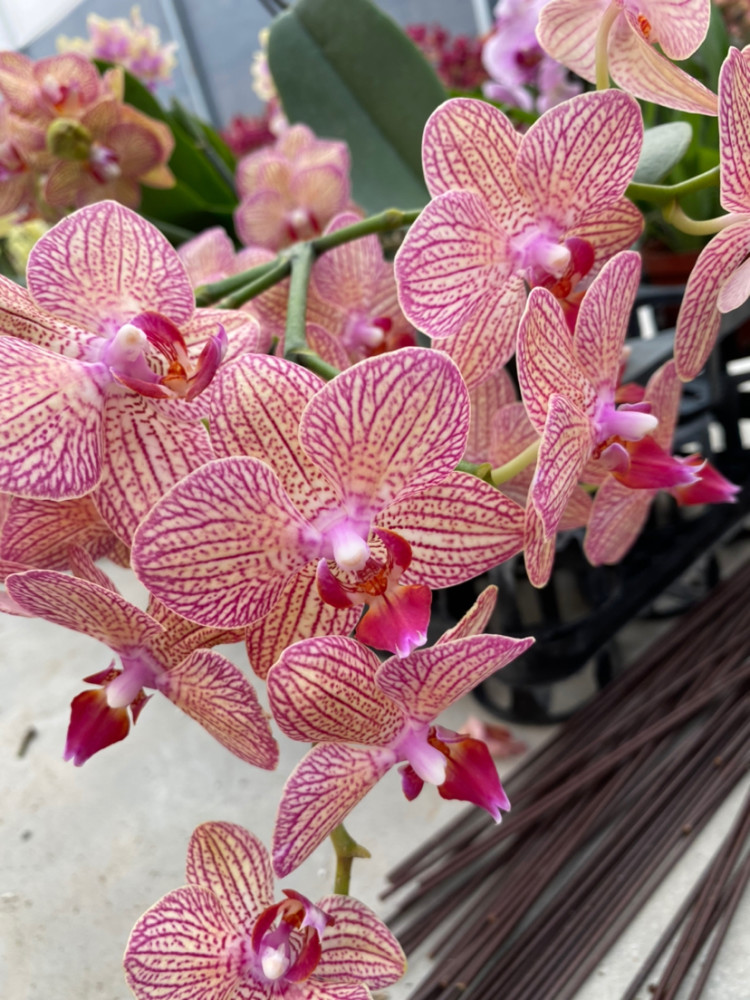 蝴蝶兰开花欣赏