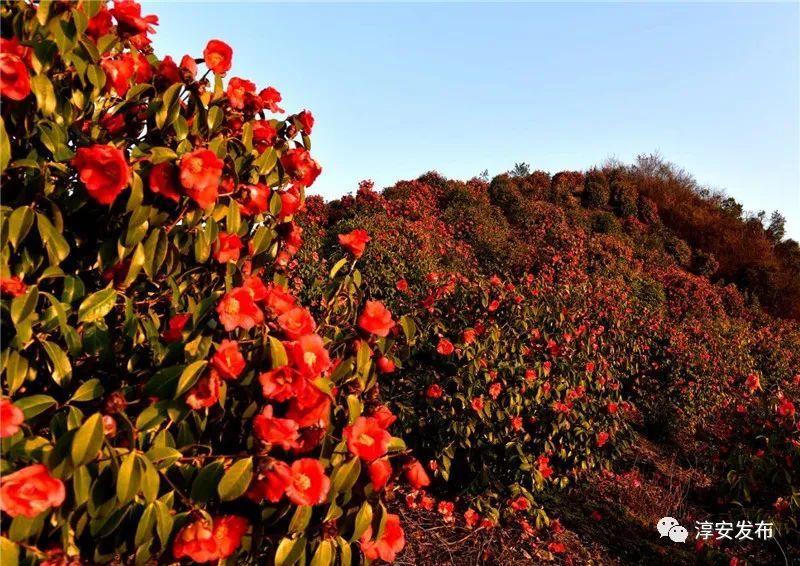 山里人家春耕吆喝 远离城市喧嚣,独享一方宁静 远眺山涧 数千亩的红花