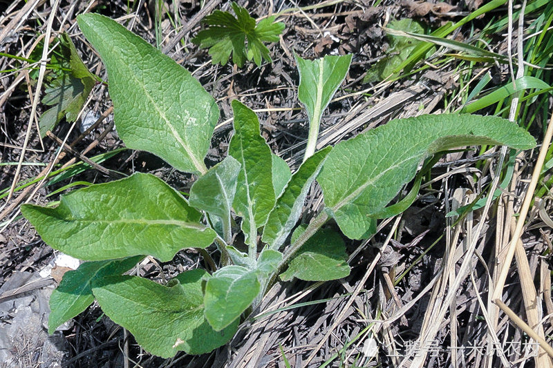 俗称"仙白草",包饺子味道好,以前当杂草,如今5元1小把