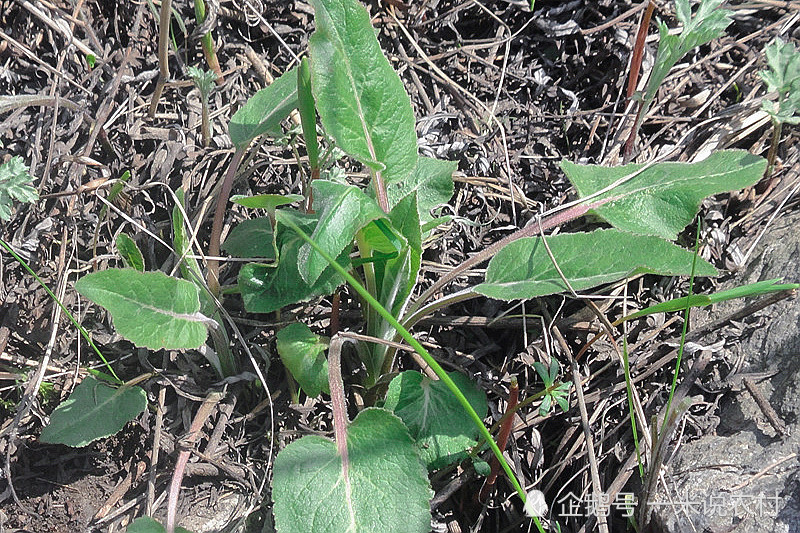 野菜,山白菜,大耳毛菜,仙白草