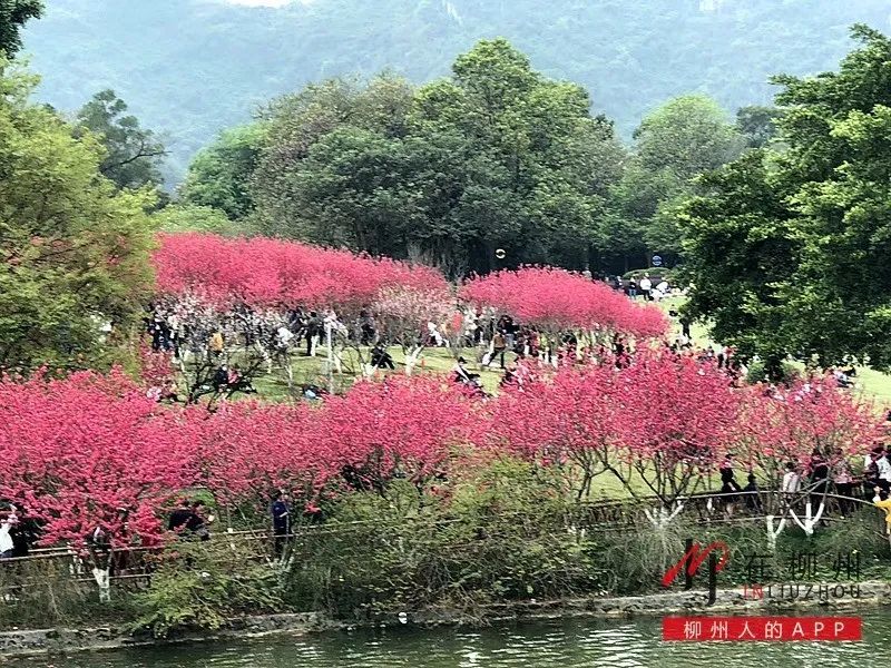 女子近期在龙潭公园抖桃花摇出桃花运?