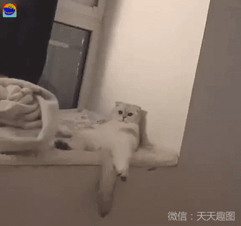 萌宠从这只狗狗的身上猫奴们找到了自己的影子