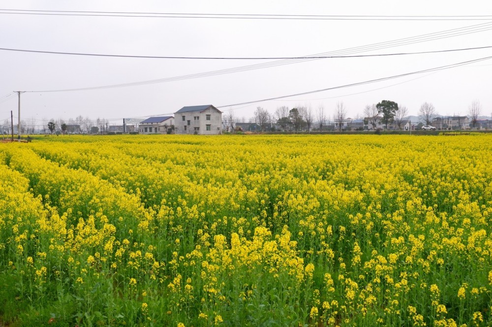 湘潭:主席家乡"天下韶山 秀美银田"六千余亩油菜花海等你来赏