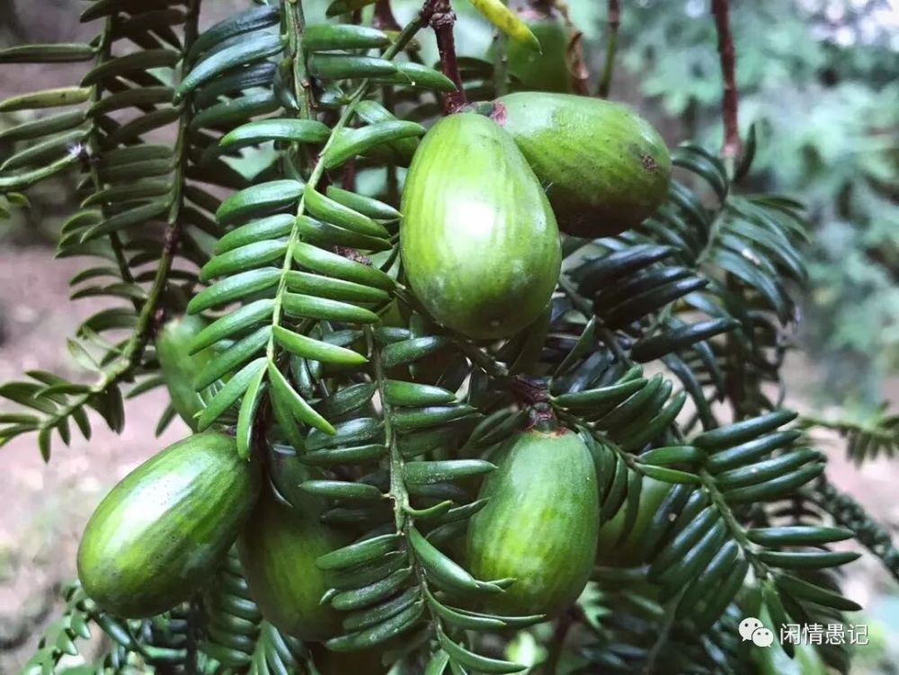 香榧,榧树,红豆杉