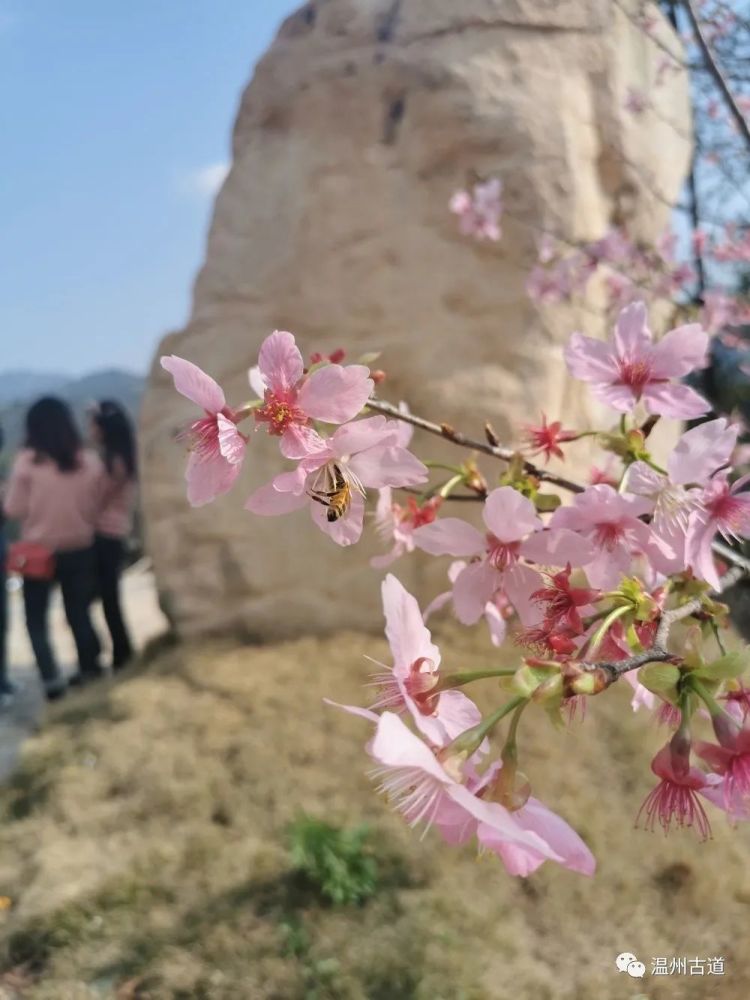 永嘉樱花开了,春天的一切美好已如约而至