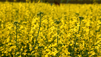 壁纸 成片种植 风景 花 植物 种植基地 桌面 400_225 gif 动态图