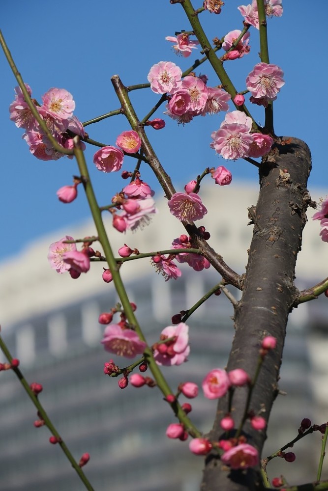 北京:明城墙梅花开放 市民赏花拍照