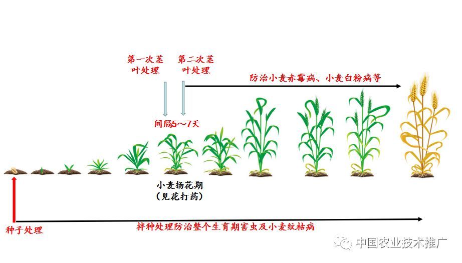 基于种子处理的小麦主要病虫害绿色防控方案