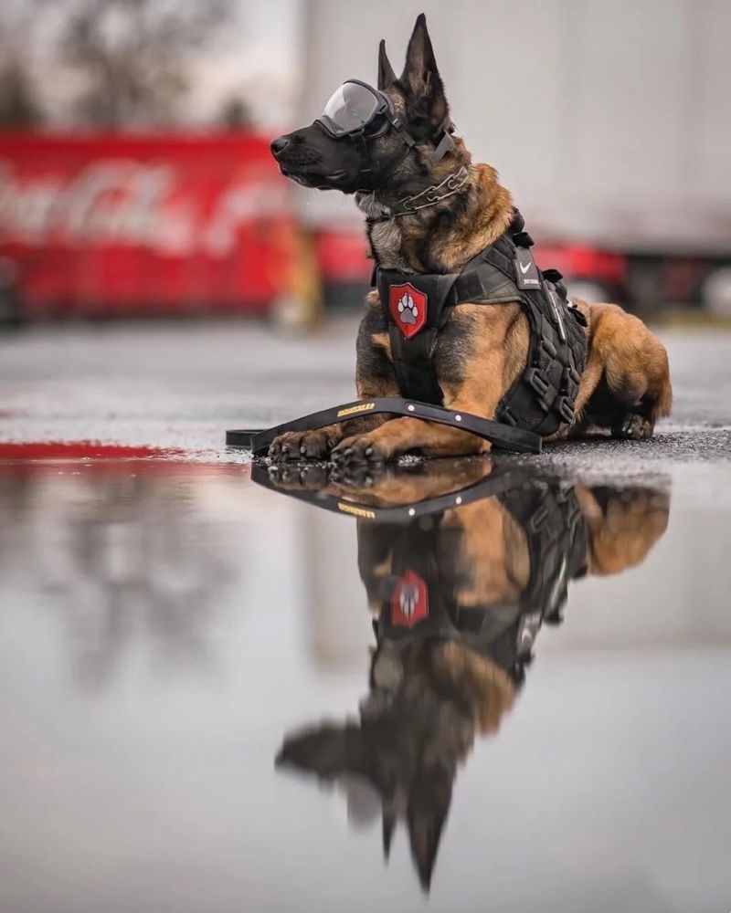 "大家都是德牧,凭啥你们是警犬,劳资是娘炮?"