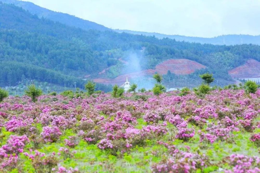 不能实地扎堆赏花,却可以线上云赏花呀!