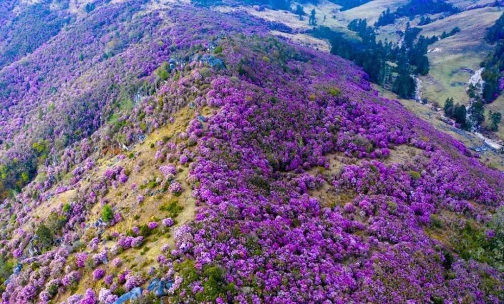 青海门源油菜花