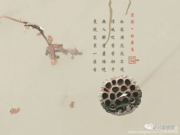 荷花,禅意