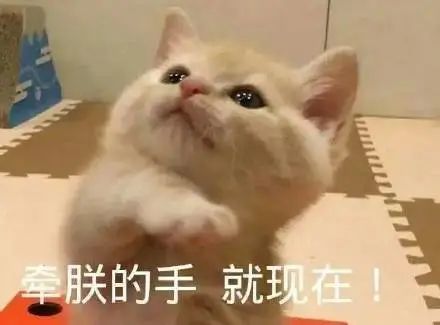 宇宙超级无敌可爱的猫咪表情包