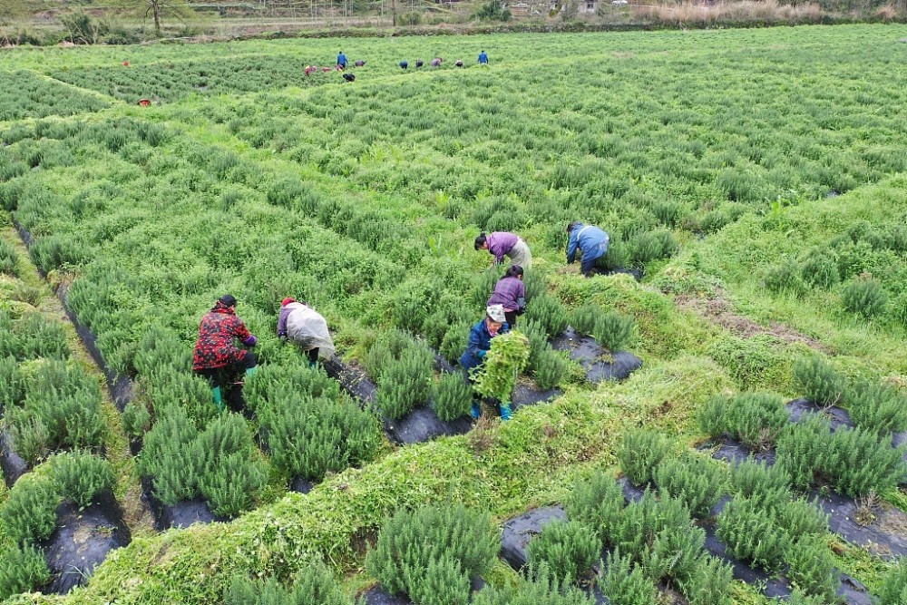 湖南怀化:航拍中草药种植基地 春日农事忙