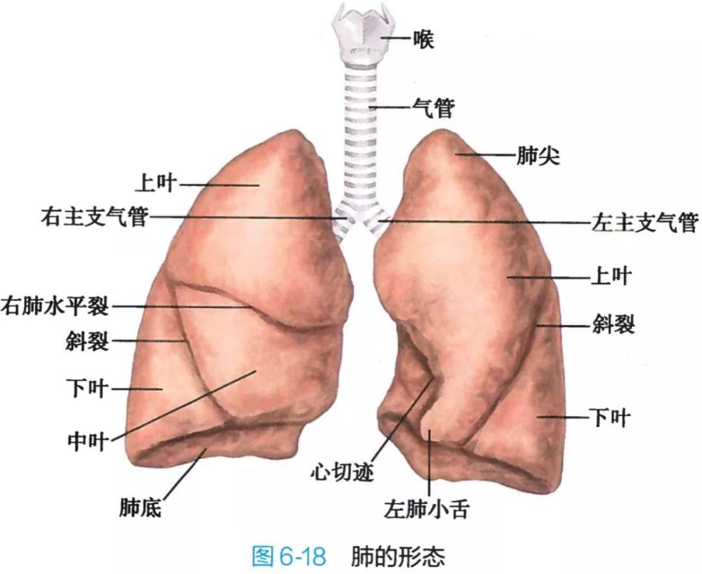 呼吸系统解剖图谱