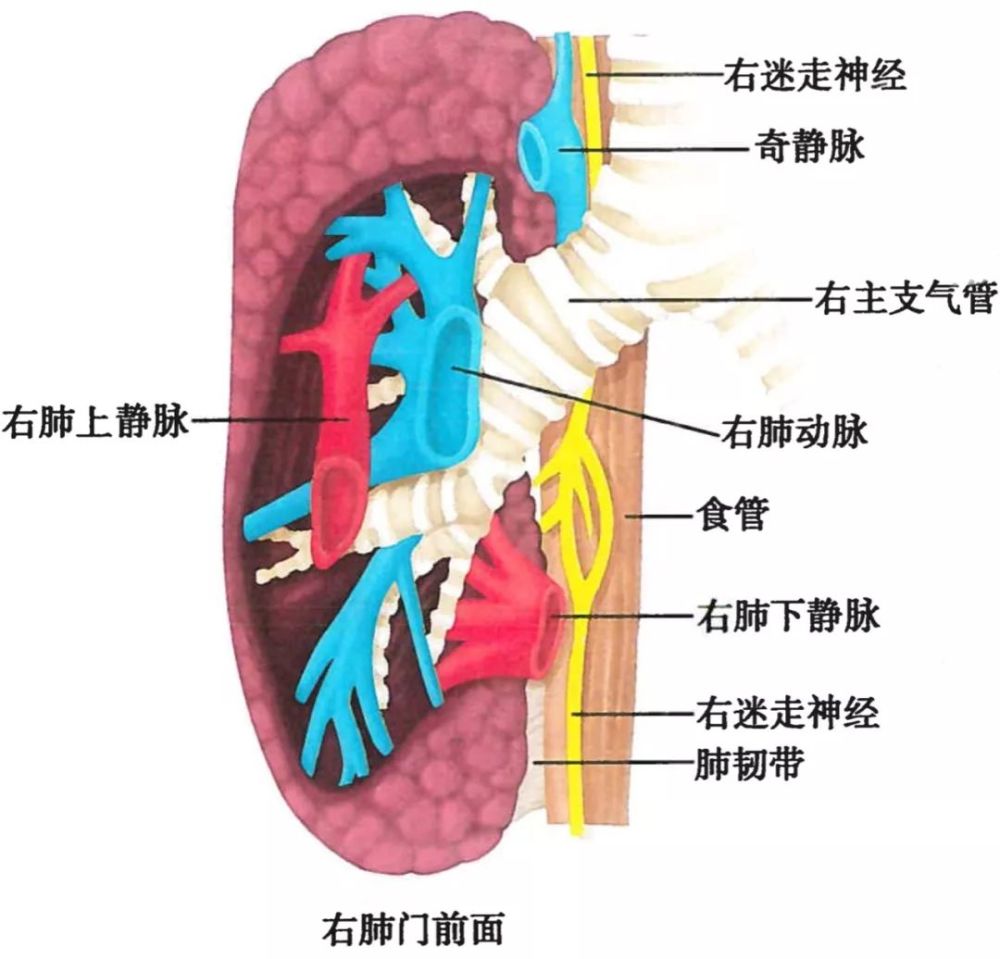 呼吸系统解剖图谱