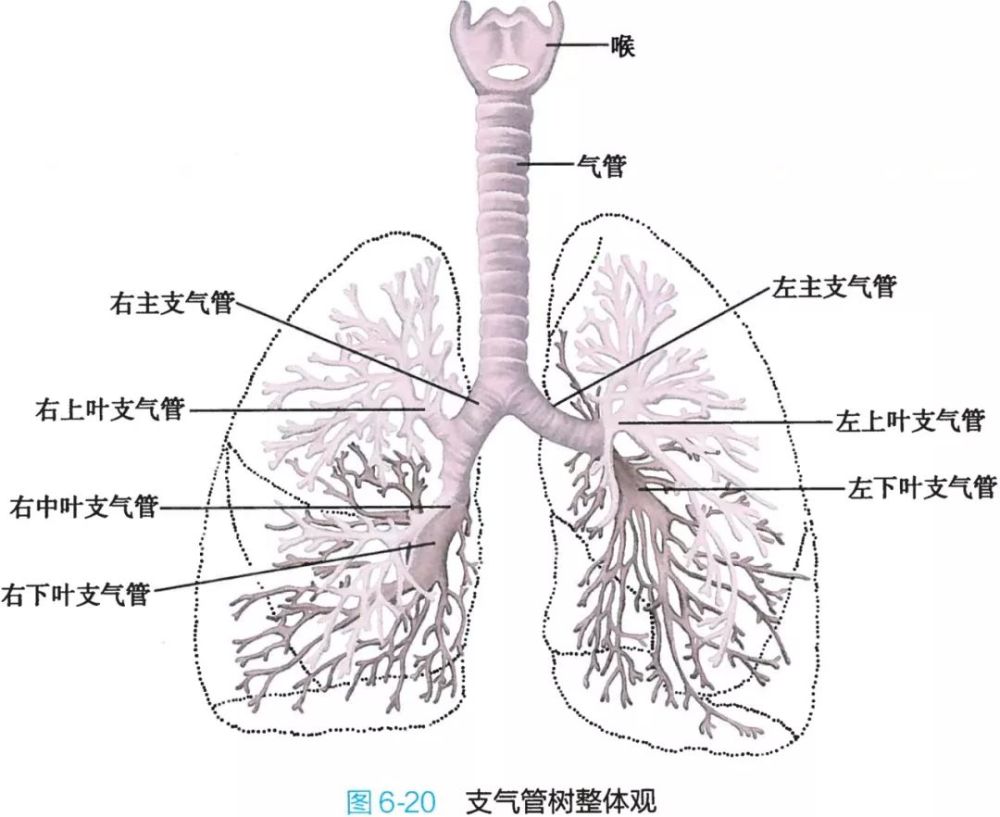 呼吸系统解剖图谱