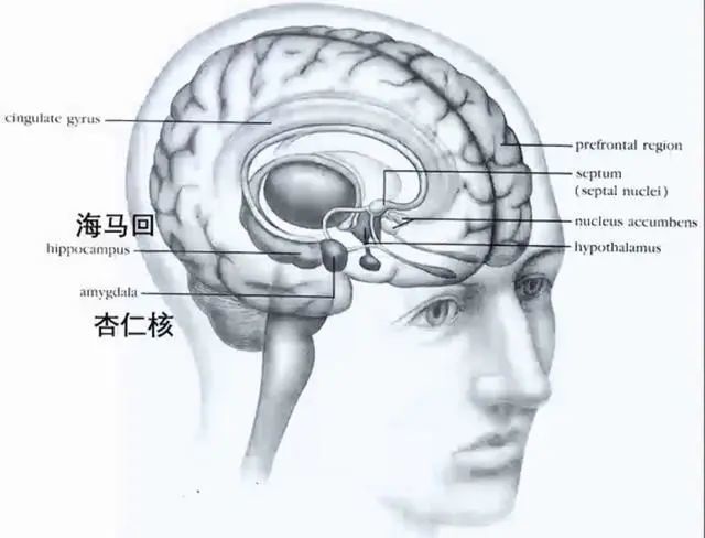 大脑,海马回