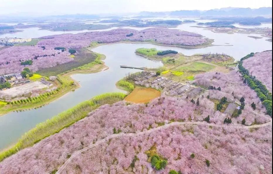 樱花园,樱花,平坝,贵安新区,旅游景区