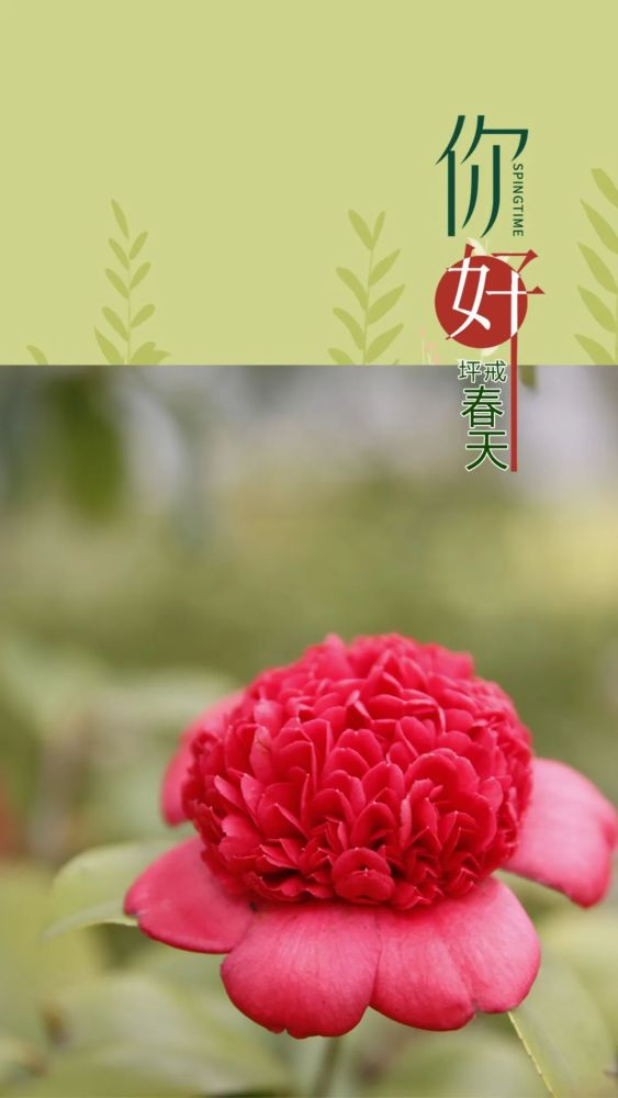 心向阳光,静待花开