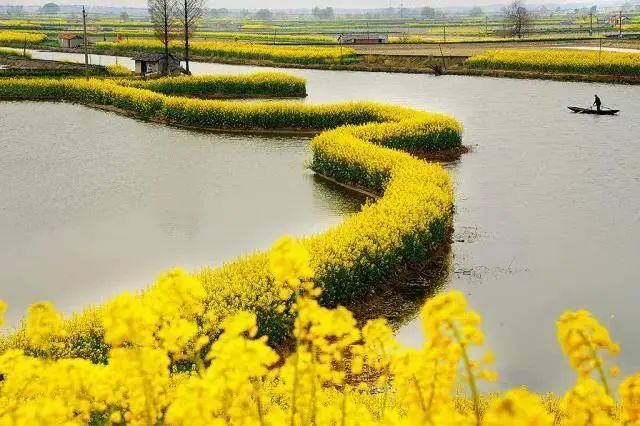 宁波·千亩油菜花海