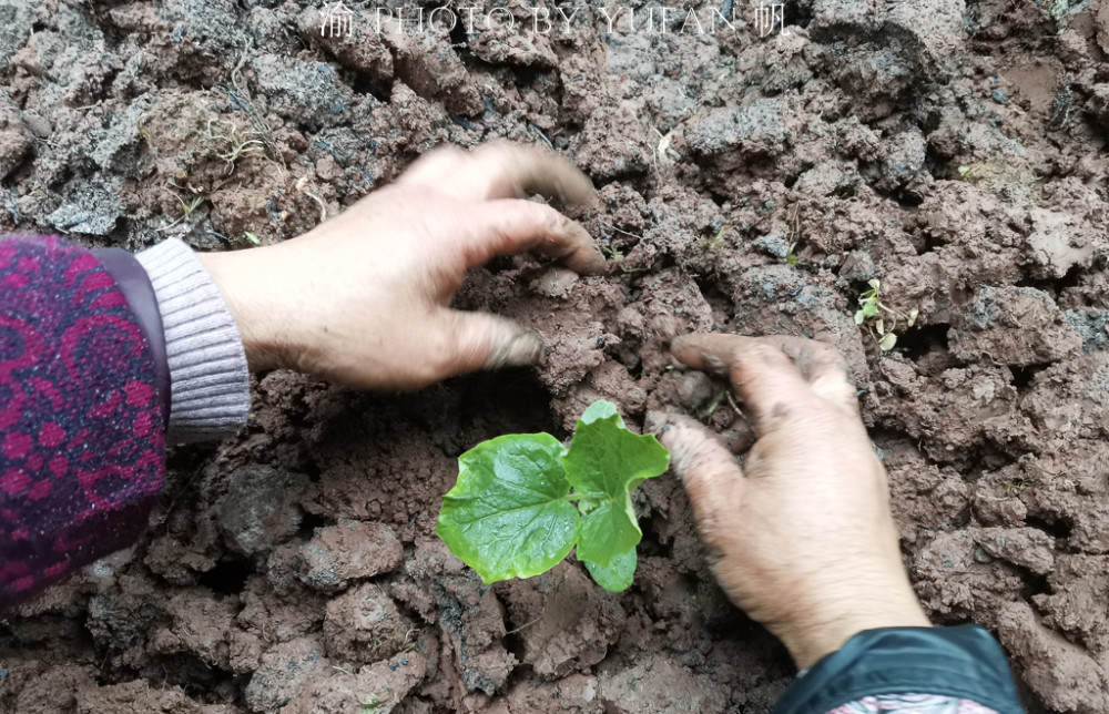 重庆潼南春耕纪实:一场春雨润万物,乡村蔬菜栽种忙