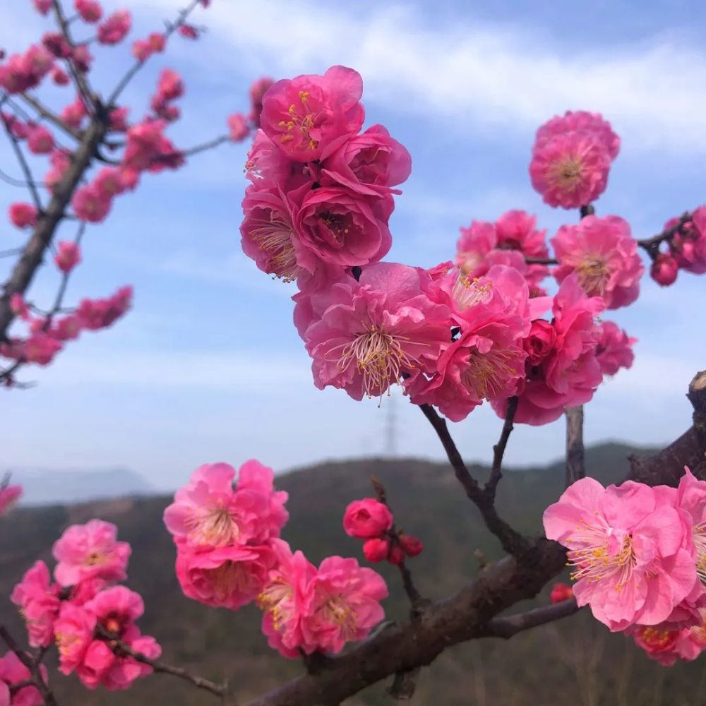 美爆了!山花烂漫,春意盎然 这组美图带你足不出户赏汉中春光!