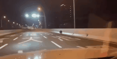 人类隔离才几天，河水清了，空气好了，动物回来了