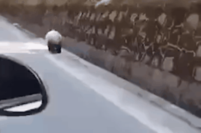 人类隔离才几天，河水清了，空气好了，动物回来了