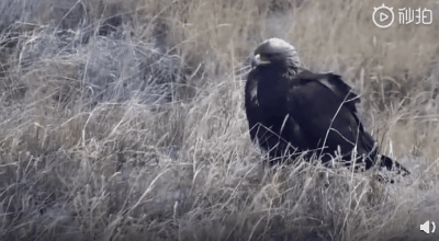 人类隔离才几天，河水清了，空气好了，动物回来了