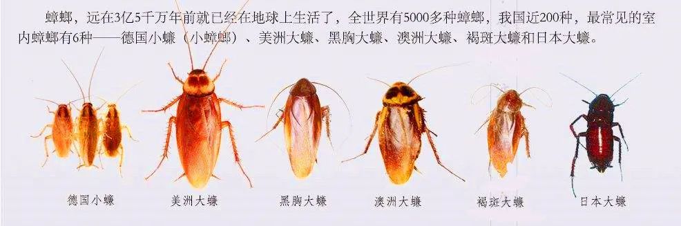 蟑螂大多数并非害虫:4800种中只有1%会对人类造成困扰.