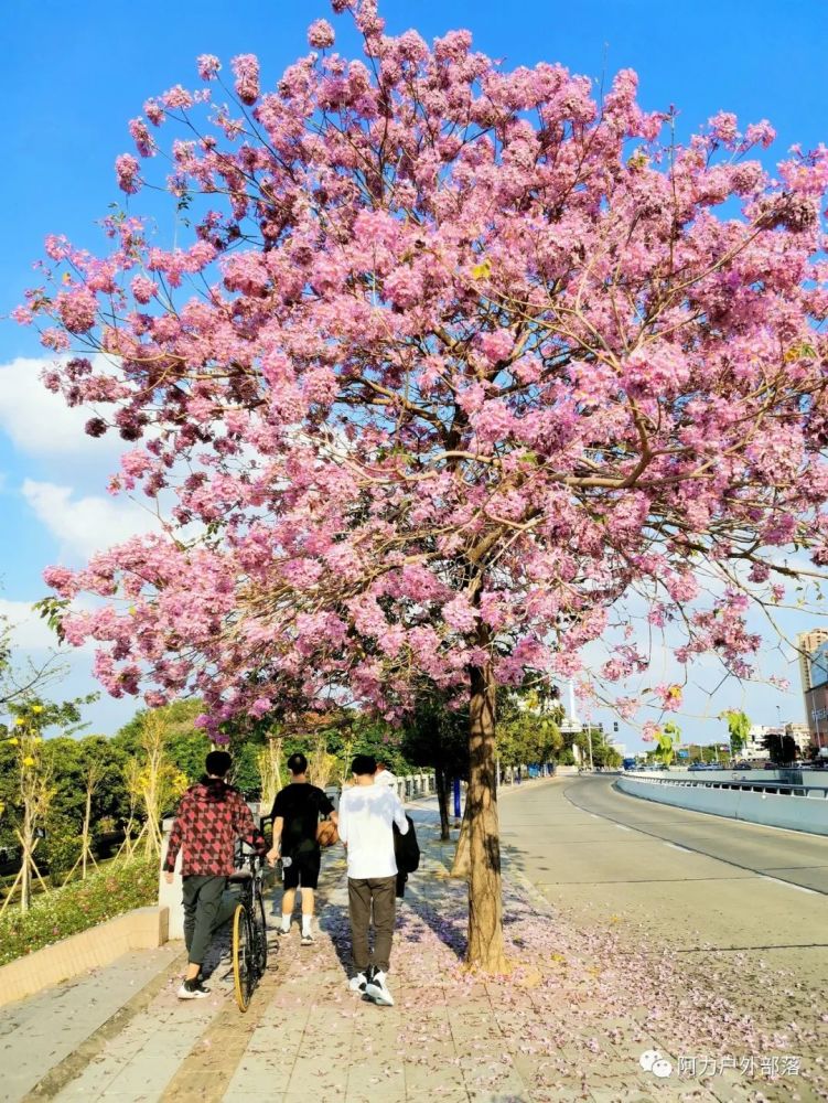 最新消息:大家都关注的2020年东莞石排海仔湖樱花现状