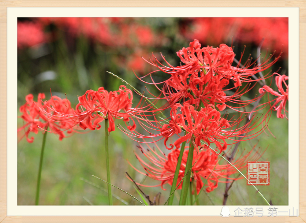 传说中,它是冥界唯一的花,你知道这是什么花吗?今天就