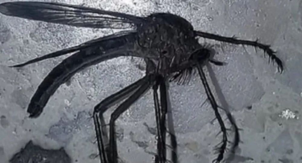 阿根廷当地发现"巨型蚊子",这是巨虫列岛剧情啊!