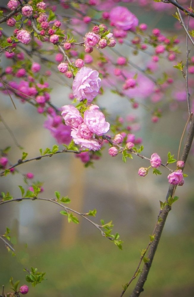 阳春,油菜花,杜鹃花