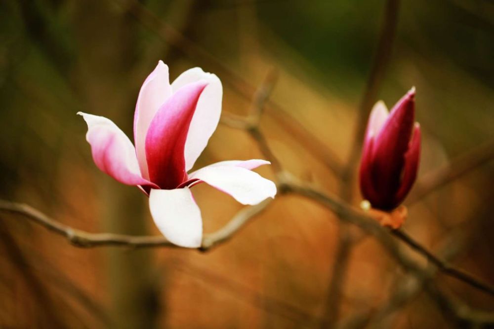 玉兰花笑美成仙!云赏花拒绝错过!