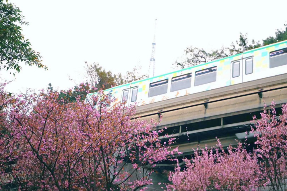 重庆佛图关,轻轨穿花海,春天来了